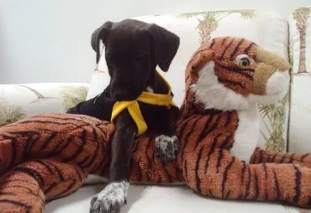 Cachorro raça SRD idade 2 a 6 meses nome Chocolate