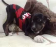 Rubi