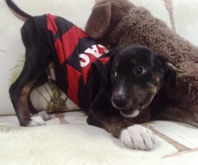 Cachorro raça SRD idade 2 a 6 meses nome Rubi