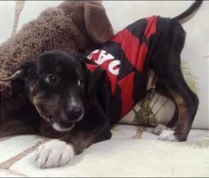 Cachorro raça SRD idade 2 a 6 meses nome Rubi