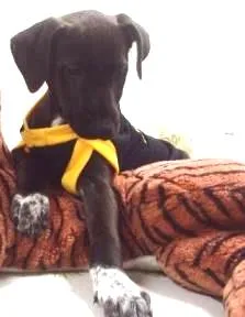 Cachorro raça SRD idade 2 a 6 meses nome Chocolate