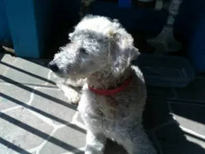 Cachorro raça Poodle idade 1 ano nome Pingo