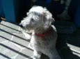 Pingo