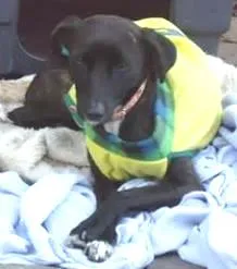 Cachorro raça SRD idade 7 a 11 meses nome Pretinha resgatada
