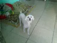 Pingo