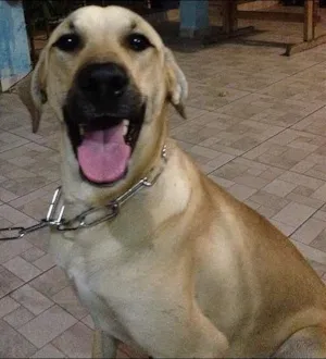 Cachorro raça Labrador com Fila idade 7 a 11 meses nome Matufe