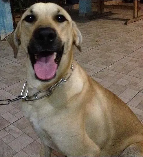 Cachorro ra a Labrador com Fila idade 7 a 11 meses nome Matufe