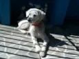 Pingo