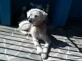 Pingo