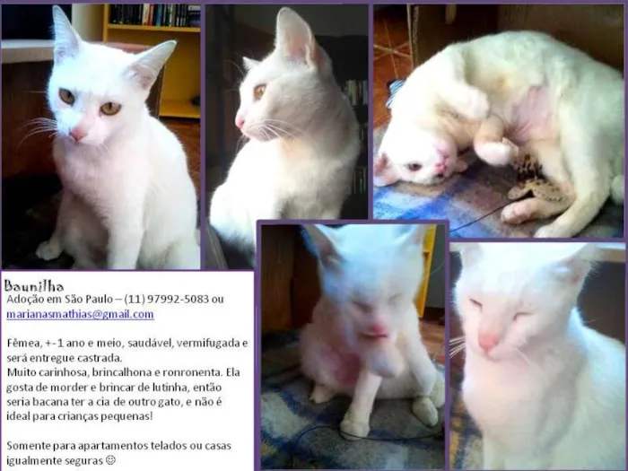 Gato ra a SRD idade 1 ano nome Baunilha