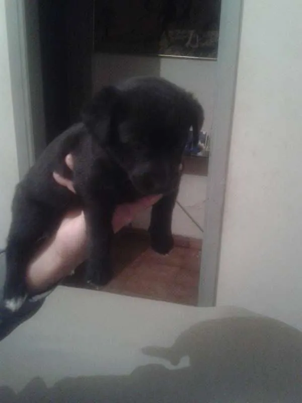 Cachorro ra a Labrador com vira lata  idade Abaixo de 2 meses nome não tem nome 