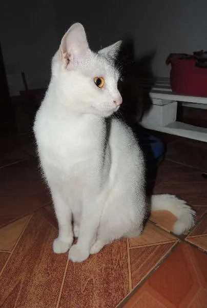 Gato ra a SRD idade 1 ano nome Baunilha