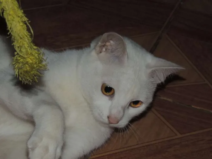 Gato ra a SRD idade 1 ano nome Baunilha