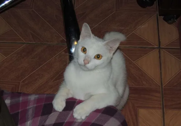 Gato ra a SRD idade 1 ano nome Baunilha