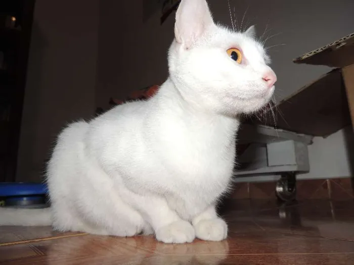 Gato ra a SRD idade 1 ano nome Baunilha