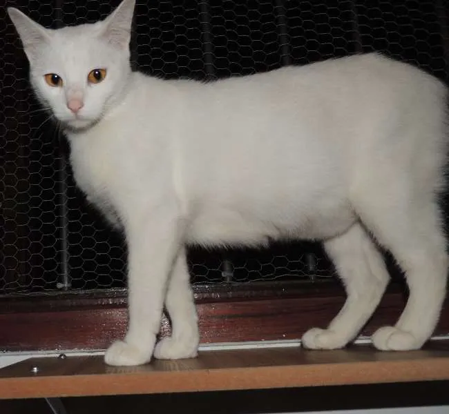 Gato ra a SRD idade 1 ano nome Baunilha