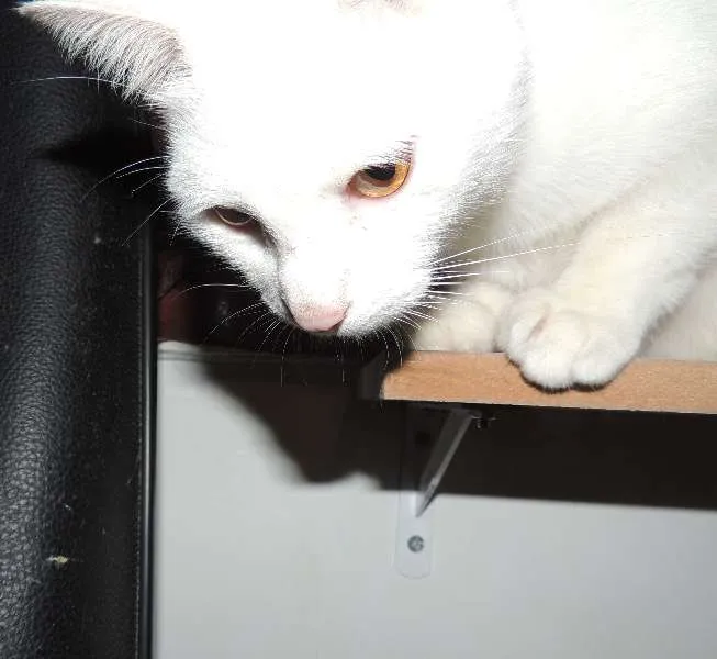 Gato ra a SRD idade 1 ano nome Baunilha