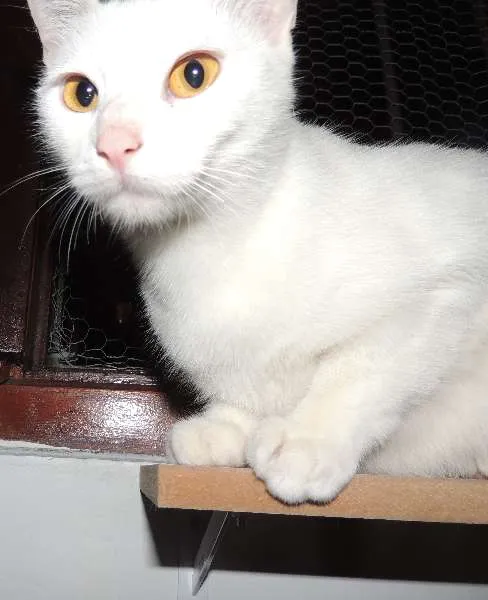 Gato ra a SRD idade 1 ano nome Baunilha