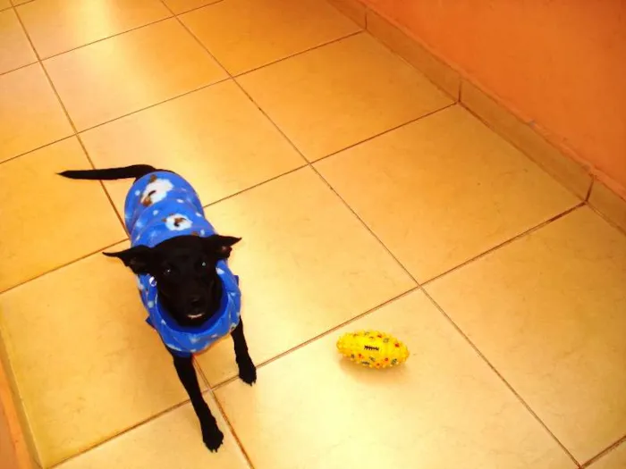 Cachorro ra a SRD idade 7 a 11 meses nome Luma