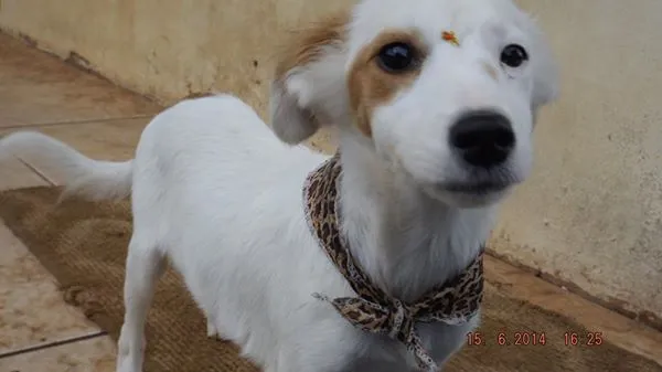 Cachorro ra a vira-lata  idade 2 a 6 meses nome Branquinha 