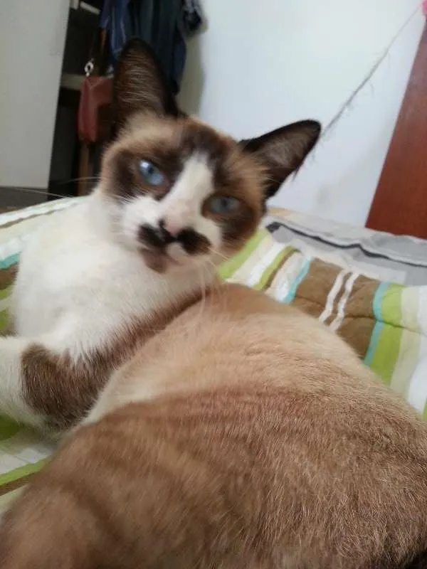 Gato raça Siamês idade 7 a 11 meses nome Belinha