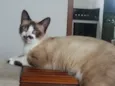 Belinha