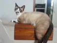 Belinha
