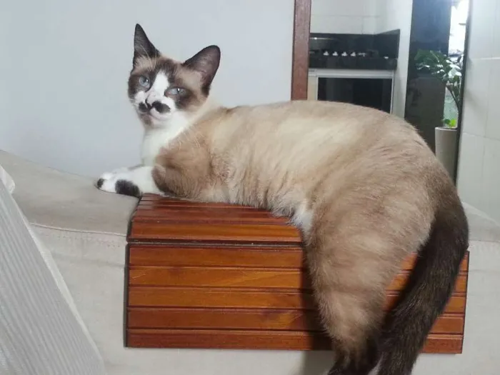 Gato raça Siamês idade 7 a 11 meses nome Belinha