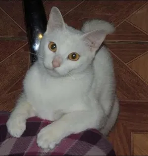 Gato raça SRD idade 1 ano nome Baunilha