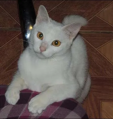 Gato ra a SRD idade 1 ano nome Baunilha