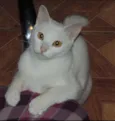 Baunilha