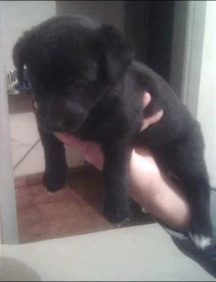 Cachorro ra a Labrador com vira lata  idade Abaixo de 2 meses nome não tem nome 