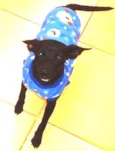 Luma