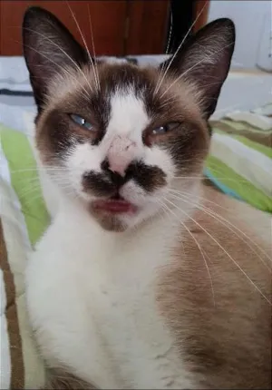 Gato raça Siamês idade 7 a 11 meses nome Belinha