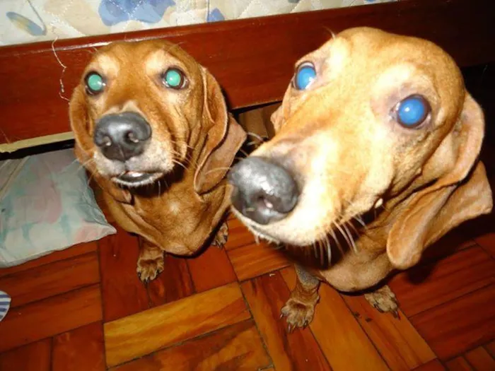 Cachorro ra a Basset-Cofap idade 5 anos nome Pituca e ET