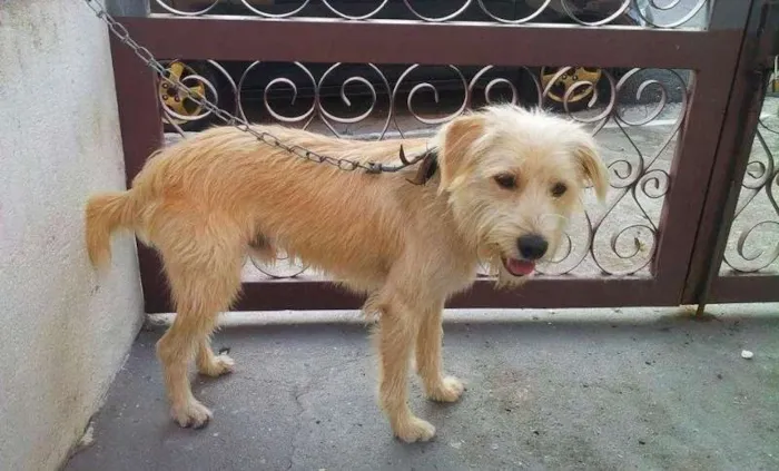 Cachorro ra a SRD idade 7 a 11 meses nome Bruce