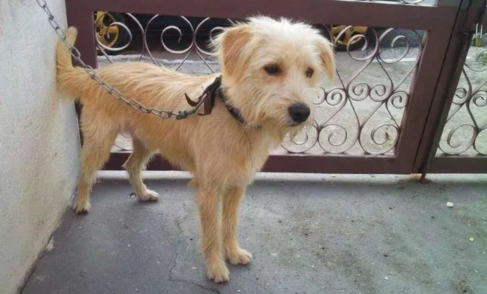 Cachorro ra a SRD idade 7 a 11 meses nome Bruce