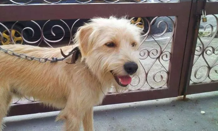 Cachorro ra a SRD idade 7 a 11 meses nome Bruce