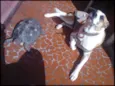 Bolinha
