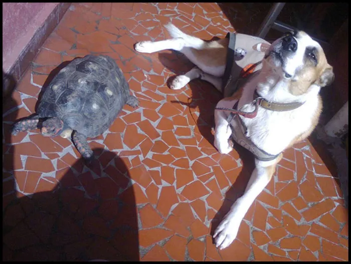 Cachorro raça srd idade 4 anos nome Bolinha