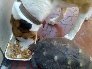 Cachorro raça srd idade 4 anos nome Bolinha