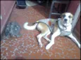 Bolinha