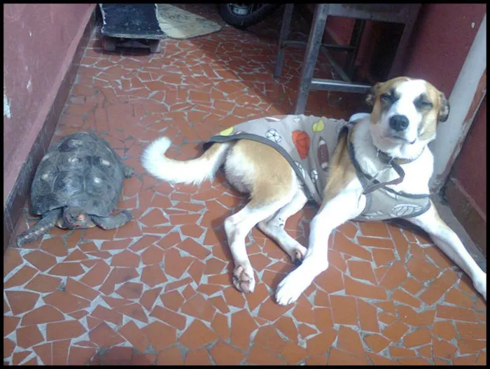 Cachorro raça srd idade 4 anos nome Bolinha