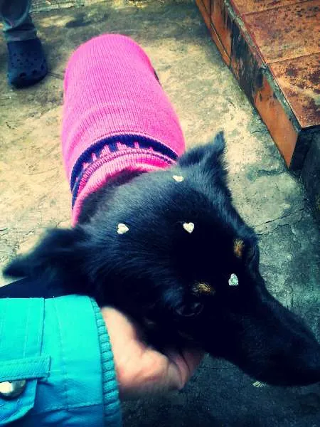 Cachorro ra a srd idade 2 anos nome Neguinha