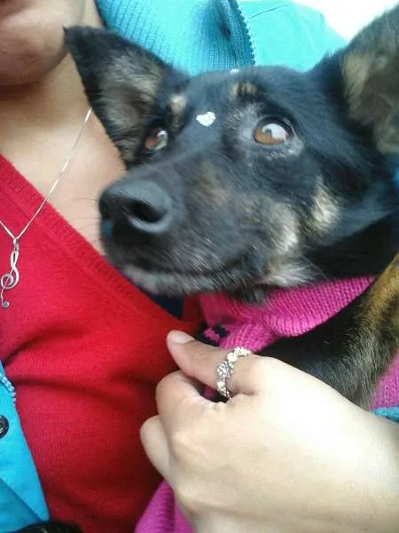 Cachorro ra a srd idade 2 anos nome Neguinha