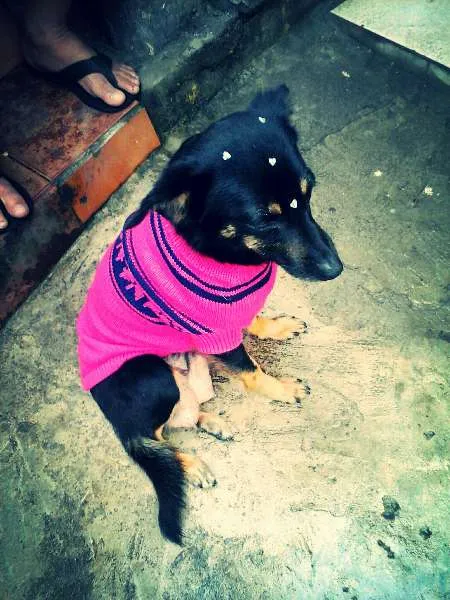 Cachorro ra a srd idade 2 anos nome Neguinha