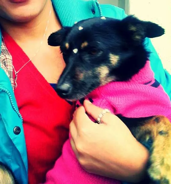 Cachorro ra a srd idade 2 anos nome Neguinha