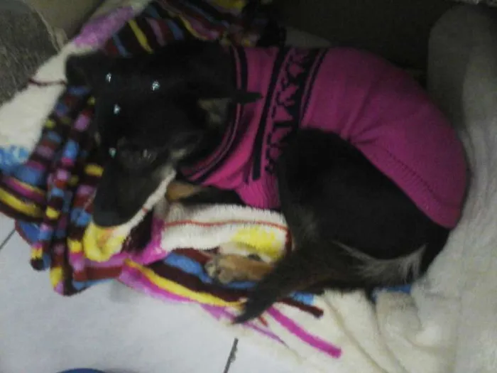 Cachorro ra a srd idade 2 anos nome Neguinha