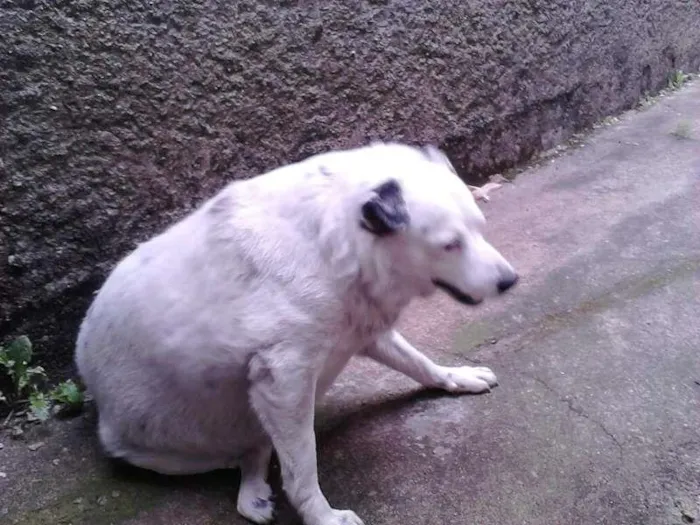 Cachorro raça SRD idade 6 ou mais anos nome Urso