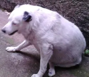 Cachorro raça SRD idade 6 ou mais anos nome Urso